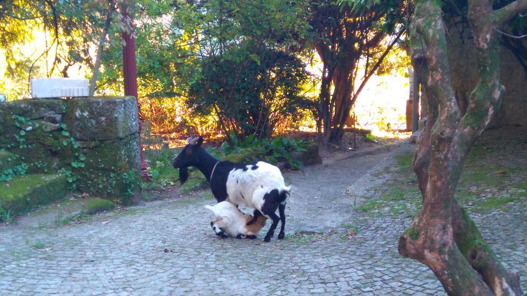 Alvores Do Tempo - Quinta De Turismo Rural Konuk evi Castro Daire Dış mekan fotoğraf