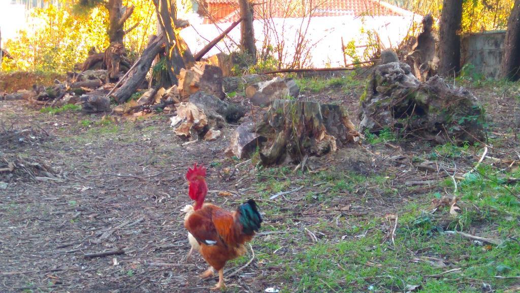 Alvores Do Tempo - Quinta De Turismo Rural Konuk evi Castro Daire Dış mekan fotoğraf