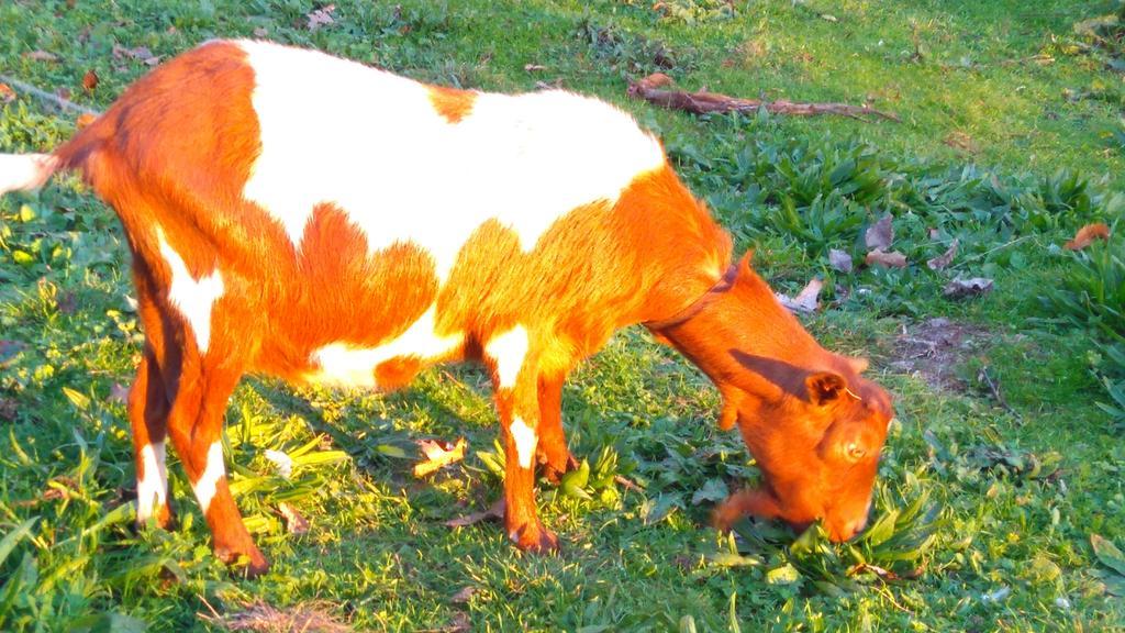 Alvores Do Tempo - Quinta De Turismo Rural Konuk evi Castro Daire Dış mekan fotoğraf