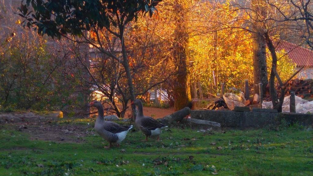 Alvores Do Tempo - Quinta De Turismo Rural Konuk evi Castro Daire Dış mekan fotoğraf